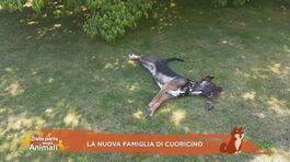 La nuova famiglia di Cuoricino thumbnail