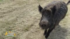 Beta: un cinghiale per amico