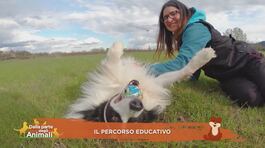 Il percorso educativo thumbnail