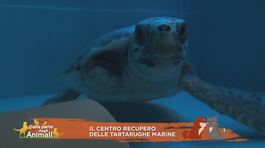 Il centro recupero delle tartarughe marine thumbnail