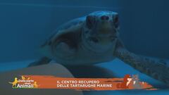 Il centro recupero delle tartarughe marine