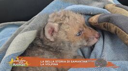 La bella storia di Samantha la volpina thumbnail