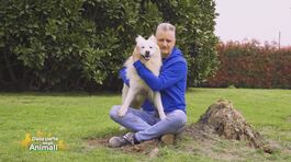 Napoleone thumbnail