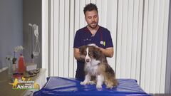 La cataratta nel cane
