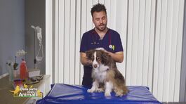 La cataratta nel cane thumbnail