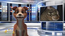 Ritroviamo Chicco thumbnail