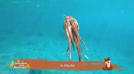Il polpo thumbnail