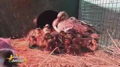Una mamma instancabile