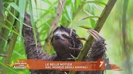 Le belle notizie dal mondo degli animali thumbnail