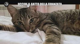 RUGGERI: Uccide il gatto della fidanzata thumbnail