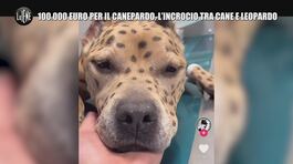 AGRESTI: 100.000 euro per il canepardo, l'incrocio tra cane e leopardo thumbnail