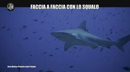 CIZCO: Faccia a faccia con lo squalo thumbnail
