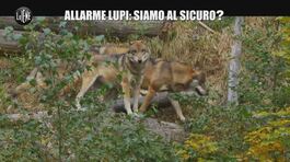 VIVIANI: Allarme lupi: siamo al sicuro? thumbnail