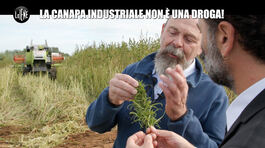 BARRACO: La canapa industriale non è una droga! thumbnail