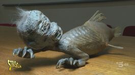 Milano. La finta sirena del Museo Civico di Storia Naturale thumbnail