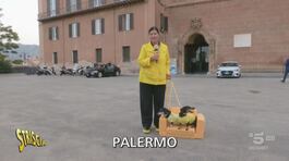 In Sicilia le poltrone stanno per aumentare? thumbnail