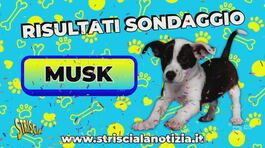 Il cucciolo ha un nome: Musk ringrazia i tantissimi amici che hanno votato! thumbnail