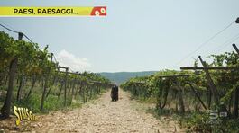 Davide Rampello e i vini naturali del Gargano thumbnail
