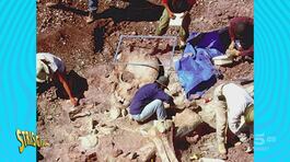Fantarcheologia: così son bravi tutti a fare i paleontologi! thumbnail