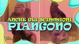 Anche gli scimmioni piangono… e bisticciano thumbnail