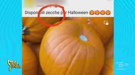 Agnelli di cipolla e zecche di Halloween: è qui la festa? Militello dice di sì thumbnail