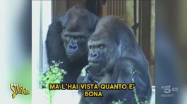 "Anche gli scimmioni piangono", tra conti bancari spiati e segreti carpiti in cucina thumbnail