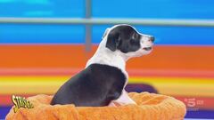 A Striscia il cagnolino Musk fa sentire la sua voce su Elon e Donald