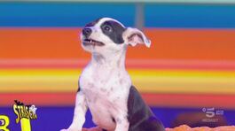 «Banchetto o scherzetto?». Il cagnolino Musk celebra la notte di Halloween a modo suo thumbnail