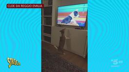 Anche i cagnolini guardano il nostro Musk alla tv: mandateci i loro video! thumbnail