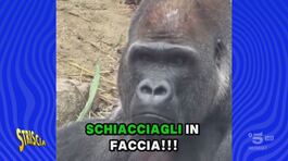 Anche gli scimmioni piangono… e commentano la vittoria dell'Italia (con Sinner) nella Coppa Davis thumbnail