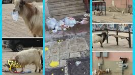 Porto Empedocle. Sopra la macchina la capra… fa danni thumbnail