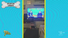 È sempre Musk-mania! Inviate i video dei vostri amici a 4 zampe thumbnail