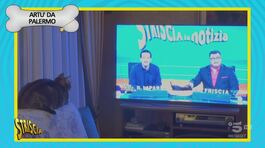 Anche il gatto Artù è stato contagiato dalla Musk-Mania! thumbnail