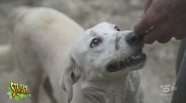 Chiara Squaglia è andata in soccorso di 30 cani che vivono nel fango dopo le alluvioni thumbnail