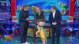 Monteu Roero, prima olimpiade del cane da tartufo thumbnail