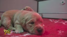 Chiara Squaglia visita il centro di addestramento per cani guida "Lions" di Limbiate (Monza e Brianza) thumbnail