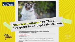 Medico fa TAC in ospedale al proprio gatto ferito: ha fatto bene? thumbnail