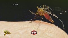 Uomo vs zanzara: che la guerra abbia inizio