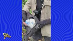 Settala (MI), un borsello pieno di cocaina recuperato da Vittorio Brumotti