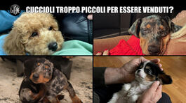 AGRESTI: Cuccioli troppo piccoli per essere venduti? thumbnail