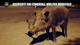ANDREETTA: Aggrediti dai cinghiali, vivi per miracolo thumbnail