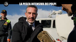 VIVIANI: La pesca intensiva dei polpi thumbnail