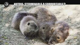CIZCO: Caccia alla nutria thumbnail