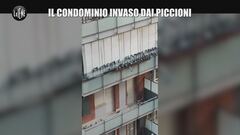 ROMA: Il condominio invaso dai piccioni