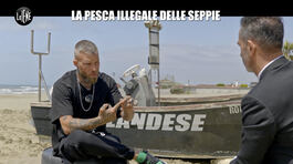 VIVIANI: La pesca illegale delle seppie thumbnail