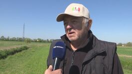 Non solo nutrie, in Veneto le campagne prese d'assalto dagli ibis thumbnail