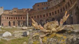 Non solo volpi e cinghiali, a Roma anche i "granchi giganti" thumbnail