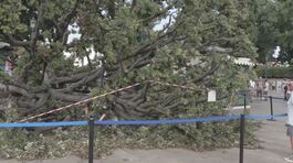 Un albero piomba sulla folla, dodici feriti a Venezia thumbnail