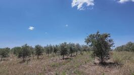 In Salento le razzie dei predoni degli ulivi resistenti alla Xylella thumbnail