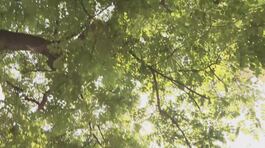 Milano, la giunta green di Sala vuole tagliare gli alberi secolari thumbnail